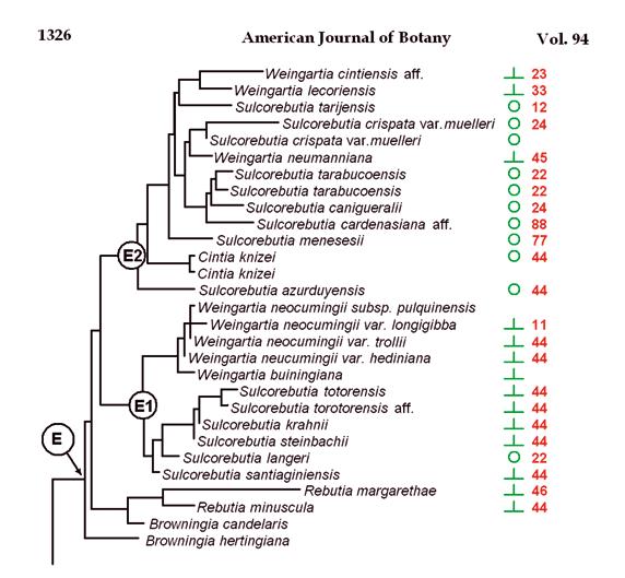 Afb. 10: Bewerking van een deel van het cladogram uit The molecular phylogeny Ritz (2007). = middendoorn aanwezig, o= middendoorn afwezig.
