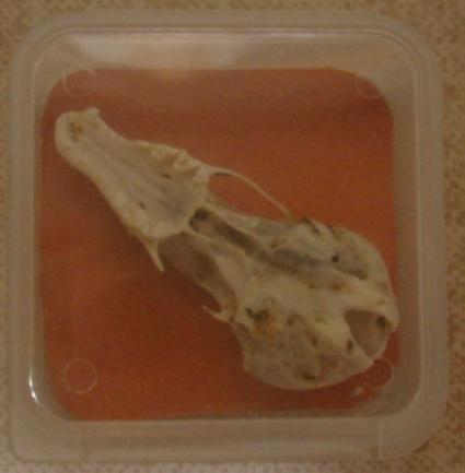 Dit kun je laten zien met behulp van de schedel van de mol. De mol leeft alleen.