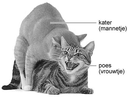 Informatie 3: Voortplanting In de afbeelding hieronder zie je twee parende katten. Een geslachtsrijpe poes is een aantal keren per jaar krols.