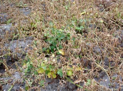 tijdstip meting met Cropscan en N sensor 31 augustus 2005 op basis waarvan de