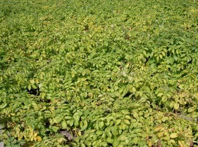 risico 1,05 l/ha Advies MLHD (Uenk) 2-3 l/ha