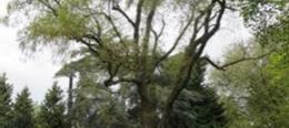 ALGEMENE RICHTLIJNEN In het algemeen geldt dat in elk geval de volgende boomsoorten zich goed kunnen handhaven in permanente of tijdelijke vochtige
