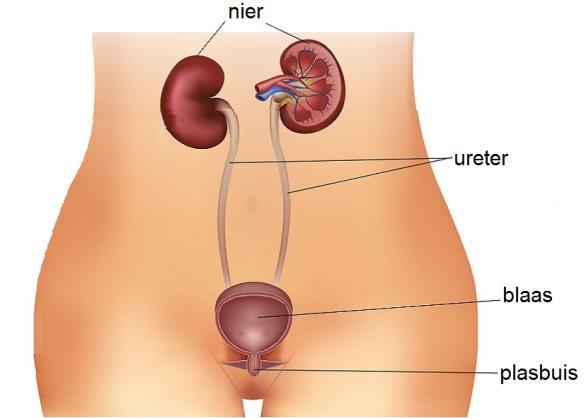 Inleiding Binnenkort wordt u in het ziekenhuis opgenomen voor het verwijderen van een niersteen uit uw urineleider. In deze folder leest u meer over deze operatie en het verloop van uw opname.