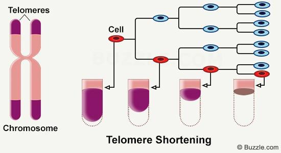 Telomeren Uiteinden van chromosomen Korter na elke celdeling Te kort -> cellen