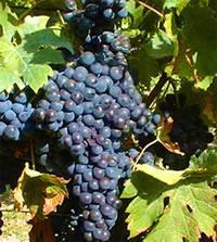 3.3 Druivenrassen De toegelaten druivenrassen zijn : Merlot (aanplant 53%), Cabernet Sauvignon (aanplant 39%), Cabernet Franc (aanplant 13%) en eerder uitzonderlijk : Malbec (<1%), Petit Verdot,