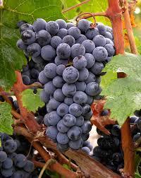 CABERNET-SAUVIGNON: de oudste wijnstok van Bordeaux, hij is degene die de wijn een grote bewaring verzekert en tegelijkertijd een opmerkelijk boeket ontwikkelt.