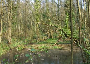 Vieilles Oude zuurminnende eikenbossen op zandvlakten met Quercus robur 91E0 Bossen op alluviale grond met Alnus glutinosa en Fraxinus excelsior (Alno-Padion, Alnion incanae, Salicion albae) Soorten