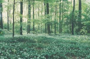Bosgebieden en vochtige gebieden van de Molenbeekvallei in het noordwesten van het Brussels Gewest (GCB III) Gebied van communautair belang (GCB), toekomstige Speciale Beschermingszone Opmerkelijke