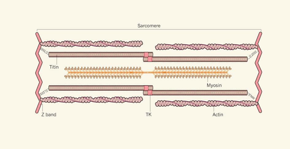 Herman, NEJM 2012: Truncations of titin causing dilated cardiomyopathy titine: