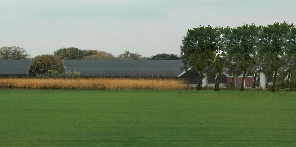 Aanleg scheerhaag De scheerhaag bestaat uit meidoorn (uitsluitend achterzijde) of beuk. De haag bestaat uit 3 stuks plantsoen/m1 haag. Plantmateriaal minimaal 80cm.