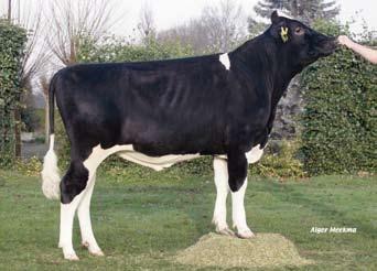 Het zijn gemiddelde ontwikkelde koeien hoogtemaat 102 voorhand 99 met een iets ronde ribpartij, openheid 99 met voldoende conditie 100.