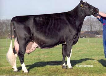 Een stier met een enorme melkplas vererving, +2757 kg, daarentegen ook een stier met een negatieve gehalten vererving -0,33% vet en -0,21% eiwit.