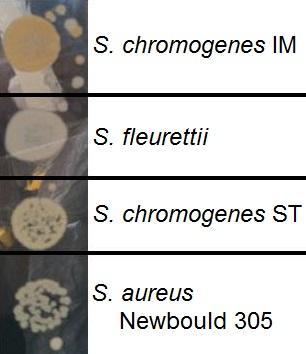 toeren. Het supernatans wordt direct gebruikt als DNA extracten voor zowel de tdna-pcr en de sequenering van de genen (Baele et al., 2000).