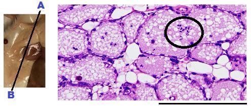 dan de overige 2 (Figuur 22 en 24). Bij deze 2 muizen is de inflammatoire reactie macroscopisch veel sterker en microscopisch is er een grotere influx van neutrofielen zichtbaar. Figuur 21.