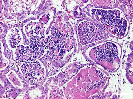 na de injectie. De lengte van de streep komt overeen met 200µm. Figuur 36.