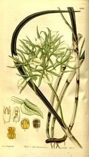 BRASSAVOLA In mei was een Brassavola plant van de maand. In dit geslacht vinden we zo n 20 soorten die allemaal ronde potloodachtige bulben en bladeren hebben.