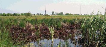 De Oosterschenge, de Westerschenge en het tussenliggende gebied lenen zich bij uitstek voor de ontwikkeling van een fors natuurgebied waarin het goed wandelen en fietsen is.