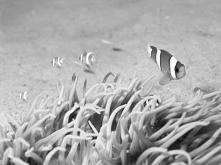 Foto s Films S Onderwateropnamen maken (Onderwater) Foto s met natuurlijke kleuren van onderwaterleven en -landschappen wanneer u gebruikmaakt van een