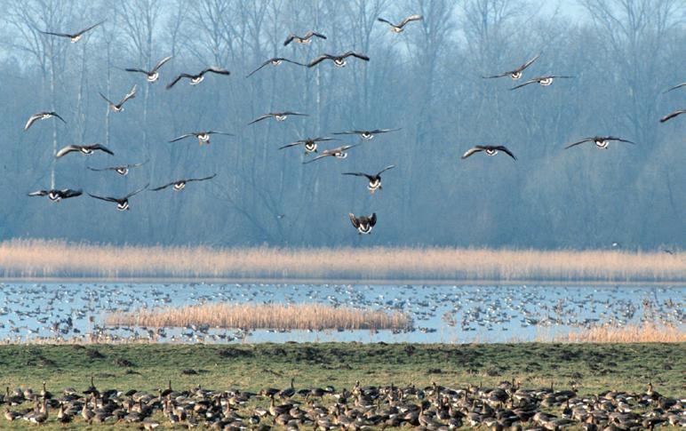 Onderstaande tabel geeft een overzicht van de huidige situatie per Natura 2000 soort van de ruimtelijke eenheid ondiep water (huidige aantallen, landelijke staat van instandhouding en trend in het