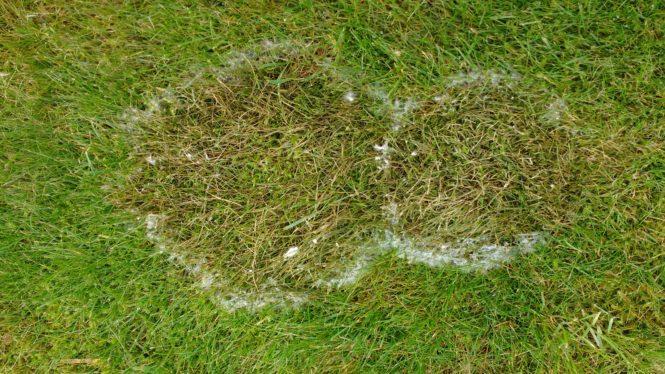 diameter) Op hoger gras zijn de cirkels minder duidelijk Microdochium nivale veroorzaakt
