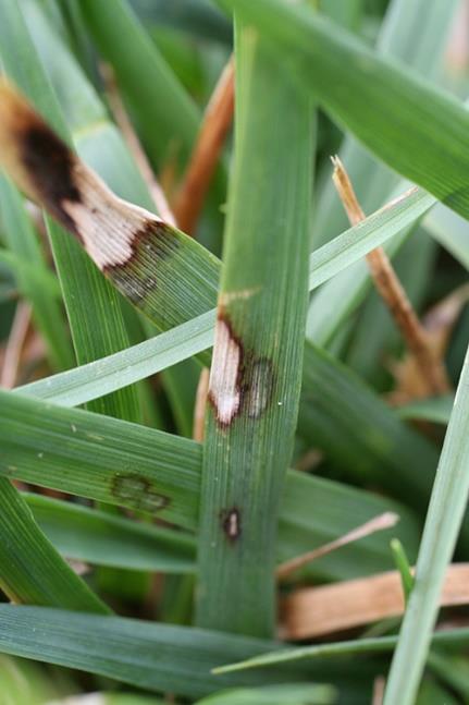 Dollar spot (Sclerotinia homoeocarpa) Bleke lesies die