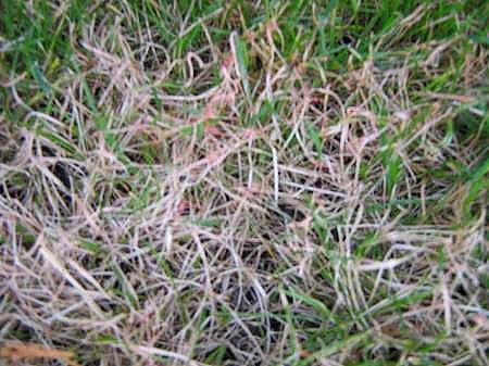 Bestrijding van rooddraadschimmel Goede beluchting Extra stikstofgift geeft gras weer