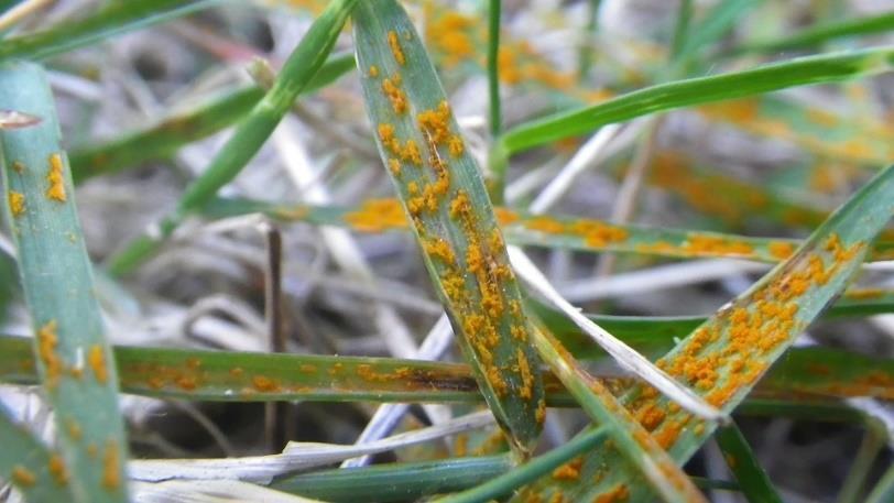 roest (Puccinia recondita) Zwarte