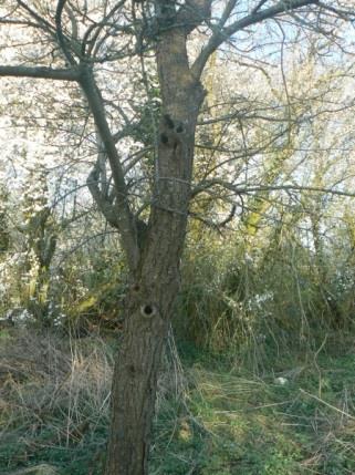 Figuur 9. Fruitboom met holten in oude boomgaard. Figuur 10. Fruitboom met holten in oude boomgaard. Foerageergebieden De zuidelijke watergang zou een functie kunnen hebben als foerageergebied voor vleermuizen.