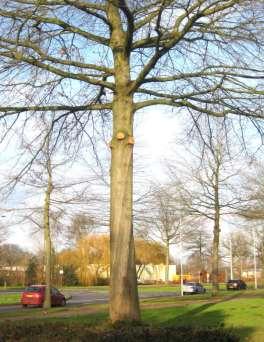 We hebben dus achteraf bezwaar aangetekend tegen dit niet-duurzame zaagbeleid. SGW vindt dat bomen zoveel mogelijk, waar het kan, hun natuurlijke vorm moeten behouden.