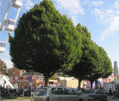 Stichting Groen Weert Terugblik 2014 Bijlage: straatnamen op alfabetische volgorde 1.