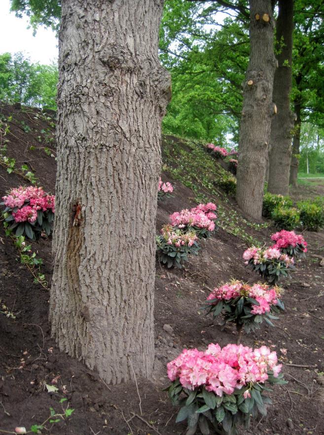 4. Crematorium In het voorjaar bleek dat een aantal bomen in de rij van oude eiken was omgezaagd. Bij navraag gaf de ondernemer aan dat zijn hovenier dit hem had geadviseerd.