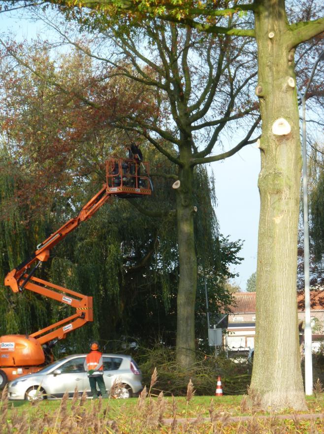 De zagers hadden als opdracht om tot minstens 7 m hoogte de takken weg te halen.