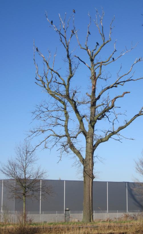 Helmondseweg Vanwege een zwam moest een eik van ca. 160 jaar uiteindelijk worden gekapt. In het verleden was ooit de bliksem ingeslagen waardoor de boom minder bladeren kreeg.