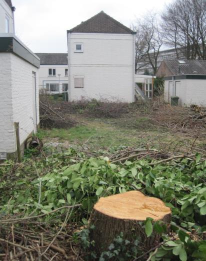 Daar moeten we zuinig op zijn, gezien de bedreiging van de soort door de bloedingsziekte en de mineermot. In de straat staan 5 kastanjes die gezond zijn ondanks hun krappe standplaats.