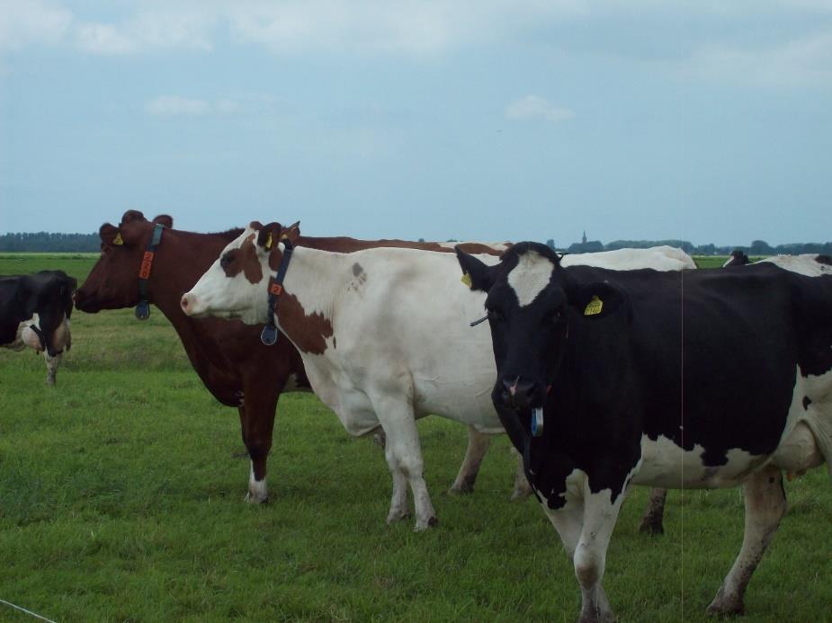 Vlees rechtstreeks van de boerderij.. dat is te koop bij De Bonte Parels! (H)eerlijk rundvlees, afkomstig van onze eigen koeien en ossen. Ossen zijn gecastreerde stieren.