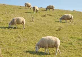Autopuzzeltocht op Texel Welkom op het eiland met de duizenden schapen!