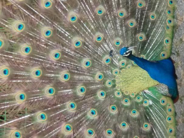 Jaarverslag 2017 Stichting Vrienden van Kinderboerderij de Trotse Pauw Spijkenisse