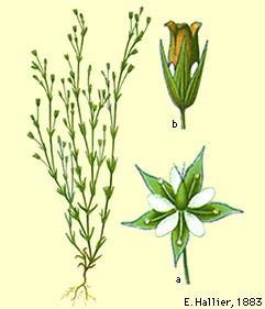 Minuartia hybrida Tengere veldmuur Caryophyllaceae
