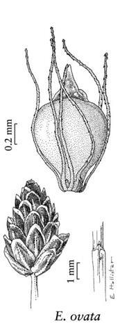 Eleocharis obtusa Stompe waterbies Cyperaceae