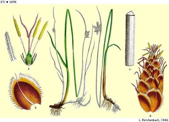 Schoenoplectus pungens Stekende bies Cyperaceae Renesse, vroongronden, ca 50 (->150) planten in