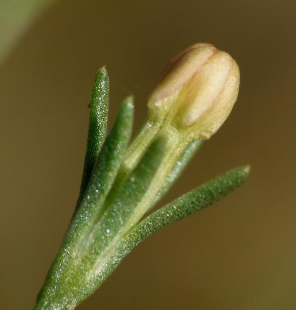 Lurling) Habitat als Draadgentiaan (Cicendia filiformis): bebladerde stengel, lange kelktanden,