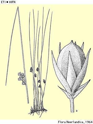 Juncus filiformis Draadrus Juncaceae De Stroeten (DR) (B.