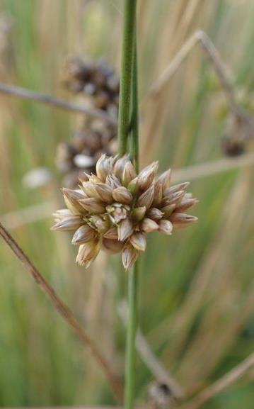 Juncus filicaulis Juncaceae Meerssen (LI), langs de Maas (S. Gonggrijp) 1 e vondst Europa! (oorspr.