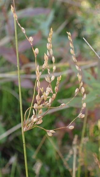 Juncus subsecundus Juncaceae Meerssen (LI), langs de Maas, 1 exemplaar in een veld vol andere russen (S.