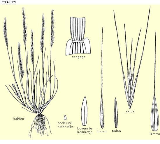 Vulpia ciliata subsp. ambigua Duinlangbaardgras Poaceae Kreekraksluizen, Zuid Beveland (P.