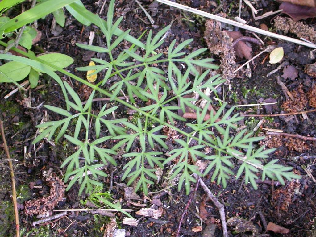 Peucedanum palustre Melkeppe Slikken van Flakkee-Noord (C.