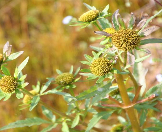 Bidens radiata Riviertandzaad Asteraceae Nieuwe Heerenven (LI; E.J. Weeda, PKNexcursie) / Moerven (NB; A.