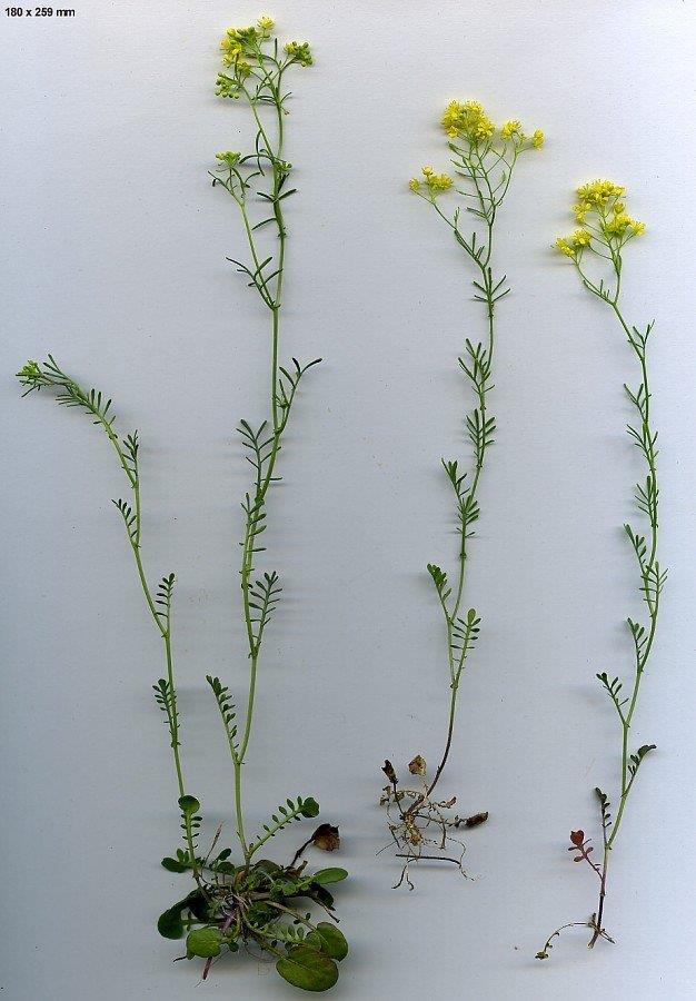 Flora Iberica Rorippa pyrenaica Ermelo, wegberm (E. de Boer & A. Smit) Brassicaceae 1e vondst voor Nederland!
