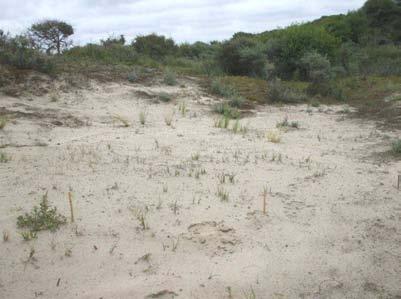 Helmduinen (NH) - Nesten tellen in open zand