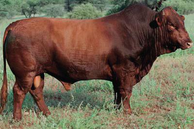 LOT 37 : HART 11-113 Hy is geteel uit KHB 05-172 en sekerlik een van ons heel beste koeie op die plaas. BHE 00-022 is n 2013 Stamboek Elite Goud koei.
